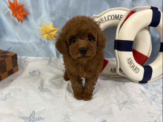 トイプードルの子犬、2025年4月16日生まれ、ﾚｯﾄﾞﾌｫｰﾝの男の子