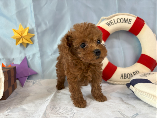 トイプードルの子犬、2025年4月16日生まれ、ﾚｯﾄﾞﾌｫｰﾝの男の子