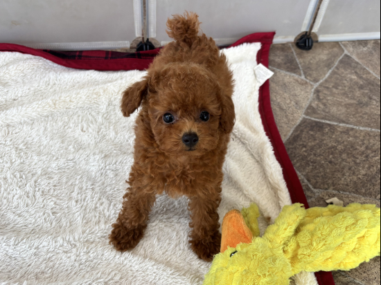 トイプードルの子犬、2025年4月16日生まれ、ﾚｯﾄﾞﾌｫｰﾝの女の子