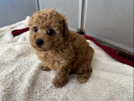 トイプードルの子犬、2025年5月4日生まれ、ｵﾚﾝｼﾞﾌｫｰﾝの男の子
