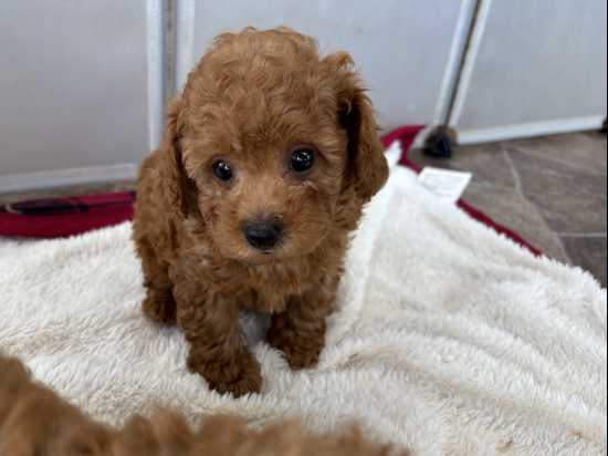 トイプードルの子犬、2025年5月4日生まれ、ｵﾚﾝｼﾞﾌｫｰﾝの男の子