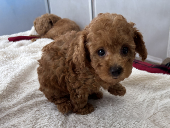 トイプードルの子犬、2025年5月4日生まれ、ｵﾚﾝｼﾞﾌｫｰﾝの女の子