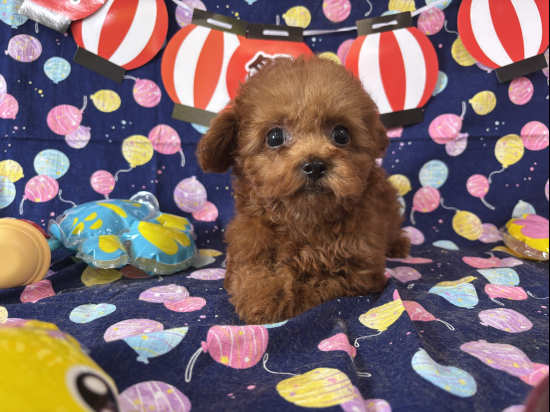 トイプードルの子犬、2025年5月17日生まれ、ﾚｯﾄﾞﾌｫｰﾝの女の子