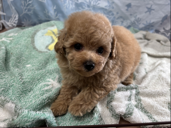 トイプードルの子犬、2025年5月26日生まれ、ﾍﾟｰﾙﾌｫｰﾝの男の子