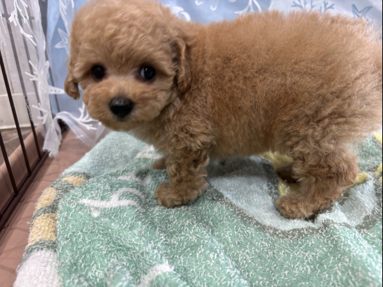 堺市のペットショップで販売中のトイプードル、タイニーサイズの男の子