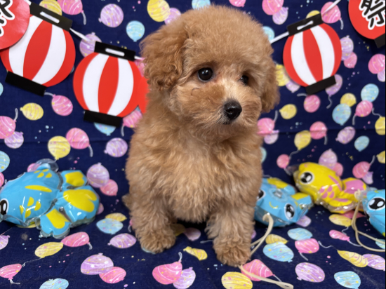 トイプードルの子犬、2025年5月26日生まれ、ｵﾚﾝｼﾞﾌｫｰﾝの女の子