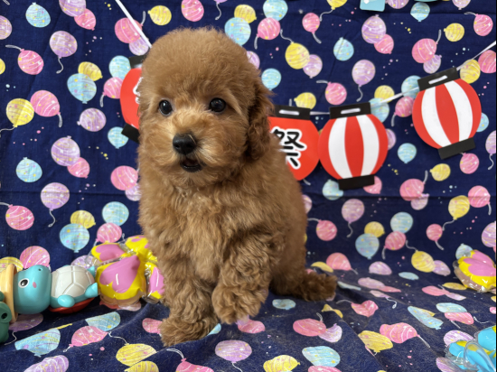 トイプードルの子犬、2025年5月26日生まれ、オレンジフォーンの女の子