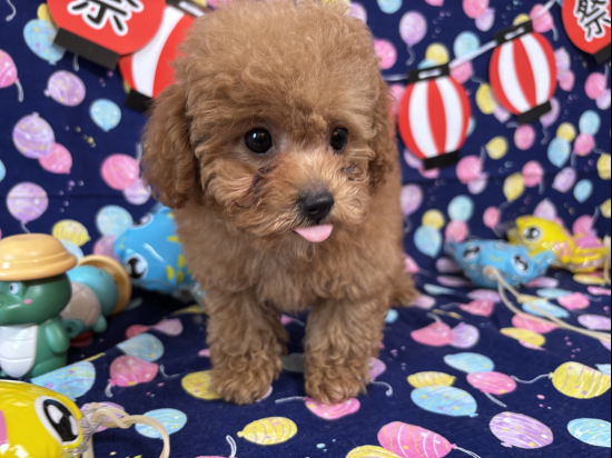トイプードルの子犬、2025年5月26日生まれ、ｵﾚﾝｼﾞﾌｫｰﾝの女の子