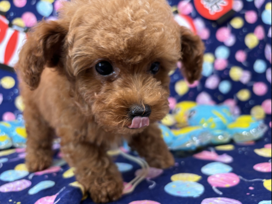 トイプードルの子犬、2025年5月26日生まれ、ｵﾚﾝｼﾞﾌｫｰﾝの男の子