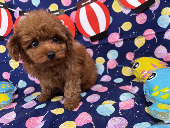 トイプードルの子犬、2025年5月26日生まれ、ｵﾚﾝｼﾞﾌｫｰﾝの男の子