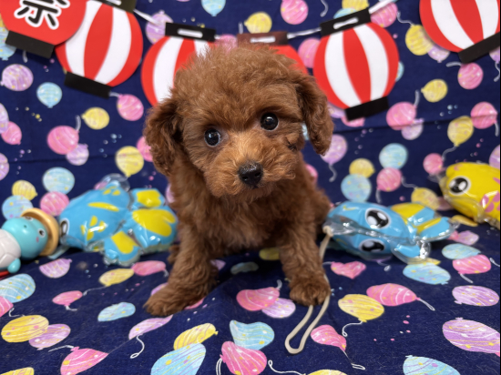 トイプードルの子犬、2025年5月26日生まれ、ｵﾚﾝｼﾞﾌｫｰﾝの女の子