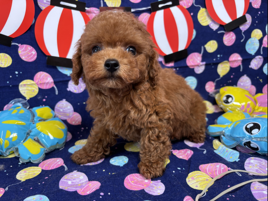 トイプードルの子犬、2025年5月27日生まれ、ｵﾚﾝｼﾞﾌｫｰﾝの男の子
