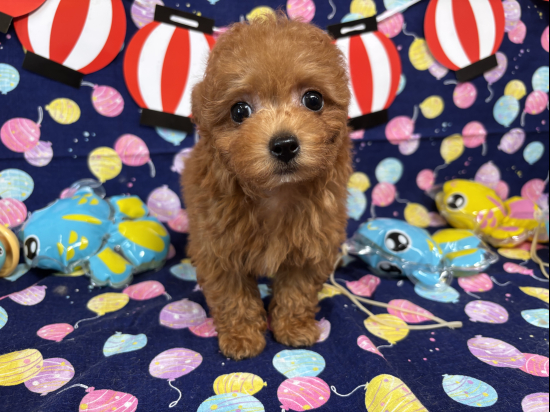 トイプードルの子犬、2025年5月27日生まれ、ｵﾚﾝｼﾞﾌｫｰﾝの女の子