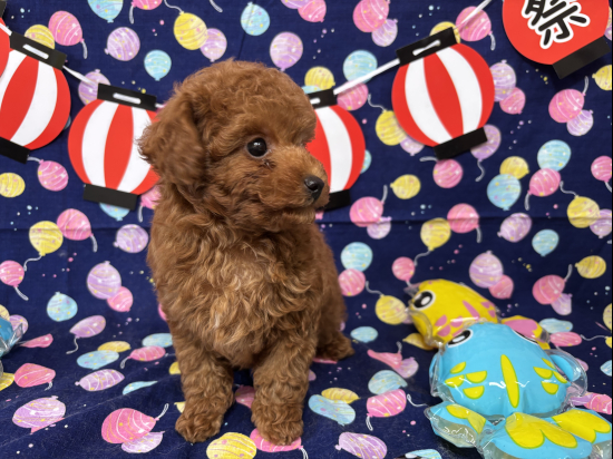 トイプードルの子犬、2025年6月4日生まれ、ｵﾚﾝｼﾞﾌｫｰﾝの男の子