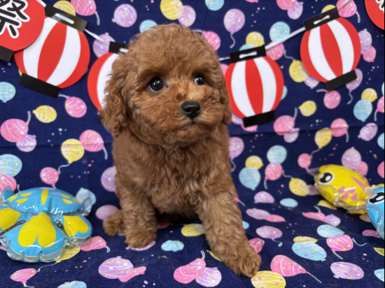 トイプードルの子犬、2025年6月4日生まれ、ｵﾚﾝｼﾞﾌｫｰﾝの女の子
