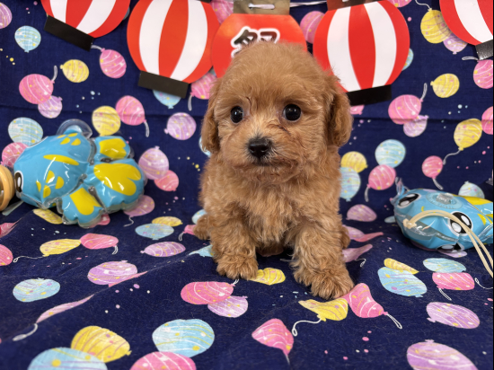 トイプードルの子犬、2025年6月13日生まれ、ｵﾚﾝｼﾞﾌｫｰﾝの男の子