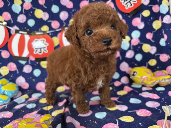 トイプードルの子犬、2025年6月22日生まれ、ｵﾚﾝｼﾞﾌｫｰﾝの男の子