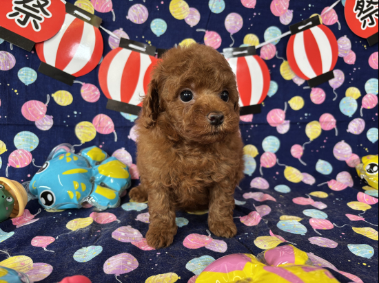 トイプードルの子犬、2025年6月22日生まれ、ｵﾚﾝｼﾞﾌｫｰﾝの男の子