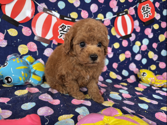トイプードルの子犬、2025年6月22日生まれ、ｵﾚﾝｼﾞﾌｫｰﾝの男の子