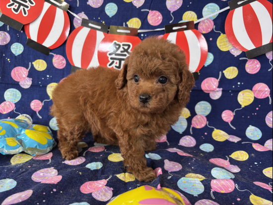 トイプードルの子犬、2025年6月22日生まれ、ｵﾚﾝｼﾞﾌｫｰﾝの女の子