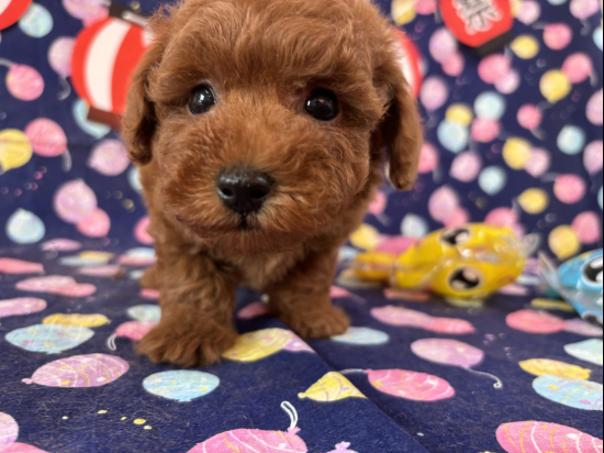 トイプードルの子犬、2025年7月15日生まれ、オレンジフォーンの男の子