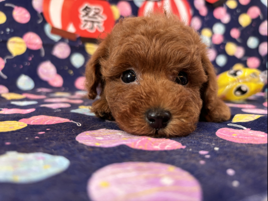 堺市のペットショップで販売中のトイプードル、ティータイニーサイズの男の子