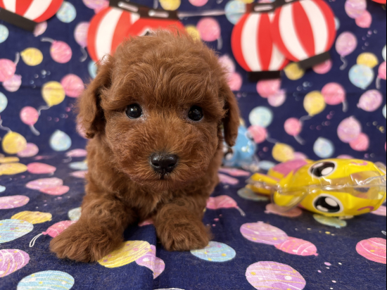 ティータイニーサイズのトイプードル、オレンジフォーンの毛色