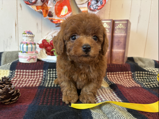 トイプードルの子犬、2025年8月12日生まれ、オレンジフォーンの男の子