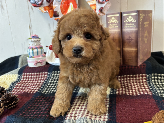 トイプードルの子犬、2025年8月12日生まれ、オレンジフォーンの女の子