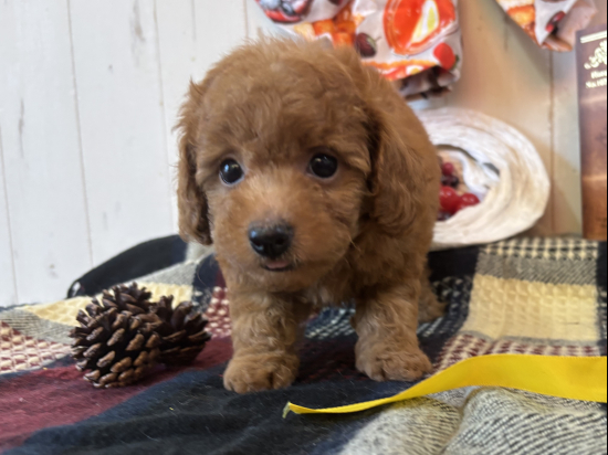 トイプードルの子犬、2025年8月12日生まれ、オレンジフォーンの女の子