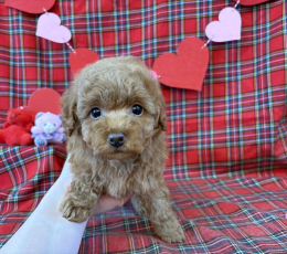 オレンジフォーンのタイニー(男の子)251101