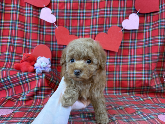 トイプードルの子犬、2025年11月27日生まれ、オレンジフォーンの男の子