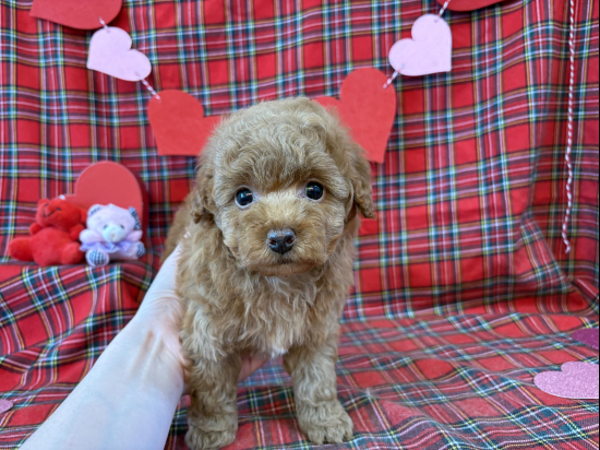 堺市のペットショップで販売中のトイプードル、タイニーサイズの男の子