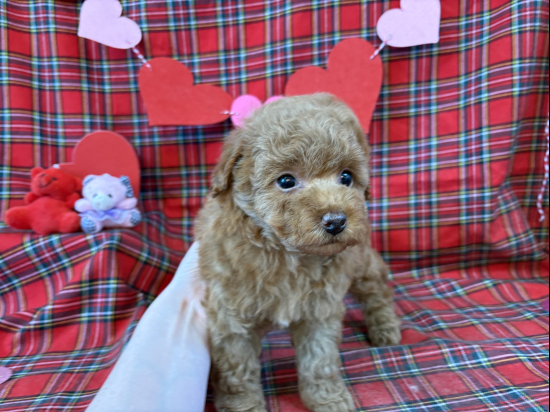 タイニーサイズのトイプードル、オレンジフォーンの毛色