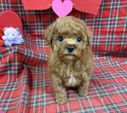 オレンジフォーンのティータイニー(男の子)251102