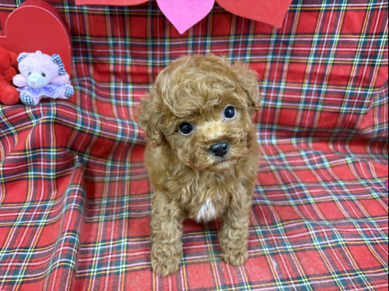 トイプードルの子犬、2025年11月27日生まれ、オレンジフォーンの男の子