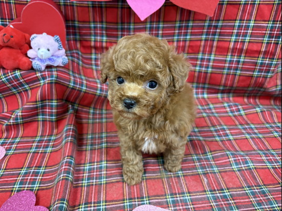 堺市のペットショップで販売中のトイプードル、ティータイニーサイズの男の子