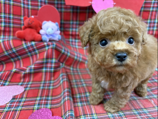 ティータイニーサイズのトイプードル、オレンジフォーンの毛色