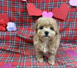 オレンジフォーンのティータイニー(女の子)251103