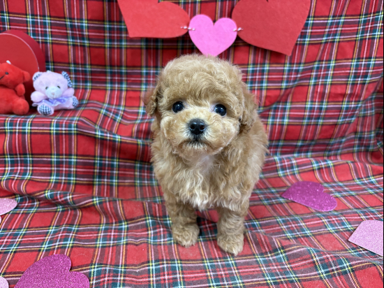 トイプードルの子犬、2025年11月27日生まれ、オレンジフォーンの女の子