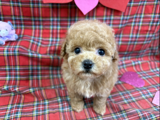 堺市のペットショップで販売中のトイプードル、ティータイニーサイズの女の子