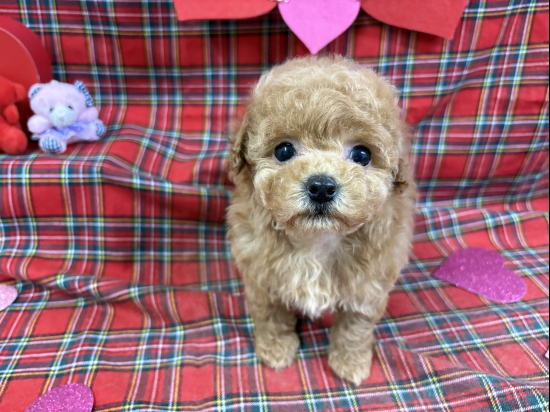 ティータイニーサイズのトイプードル、オレンジフォーンの毛色