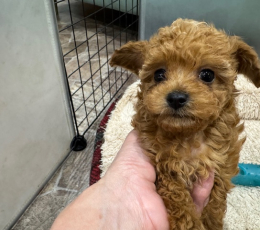 ｵﾚﾝｼﾞﾌｫｰﾝのティータイニー（男の子）260201