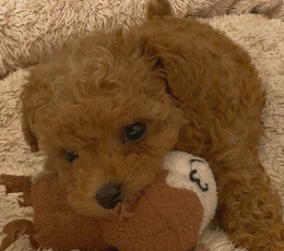 ｵﾚﾝｼﾞﾌｫｰﾝのティータイニー（女の子）260202