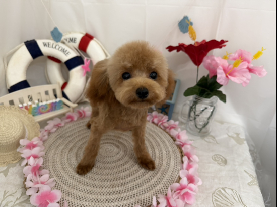 トイプードルの子犬、2026年2月28日生まれ、オレンジフォーンの女の子