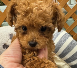 ｵﾚﾝｼﾞﾌｫｰﾝのティータイニー（女の子）260203