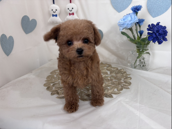 トイプードルの子犬、2026年2月28日生まれ、オレンジフォーンの女の子