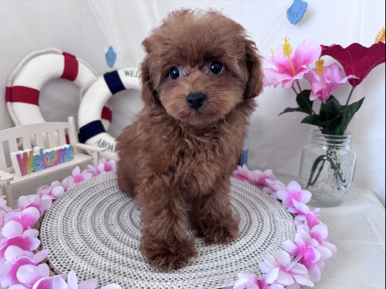 トイプードルの子犬、2026年3月27日生まれ、オレンジフォーンの男の子