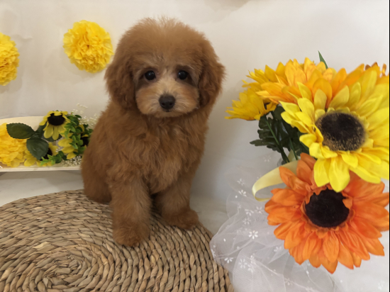 トイプードルの子犬、2026年3月27日生まれ、オレンジフォーンの女の子