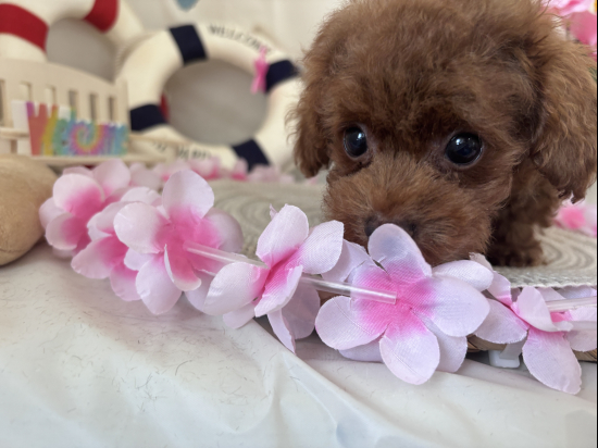 トイプードルの子犬、2026年4月26日生まれ、レッドフォーンの男の子